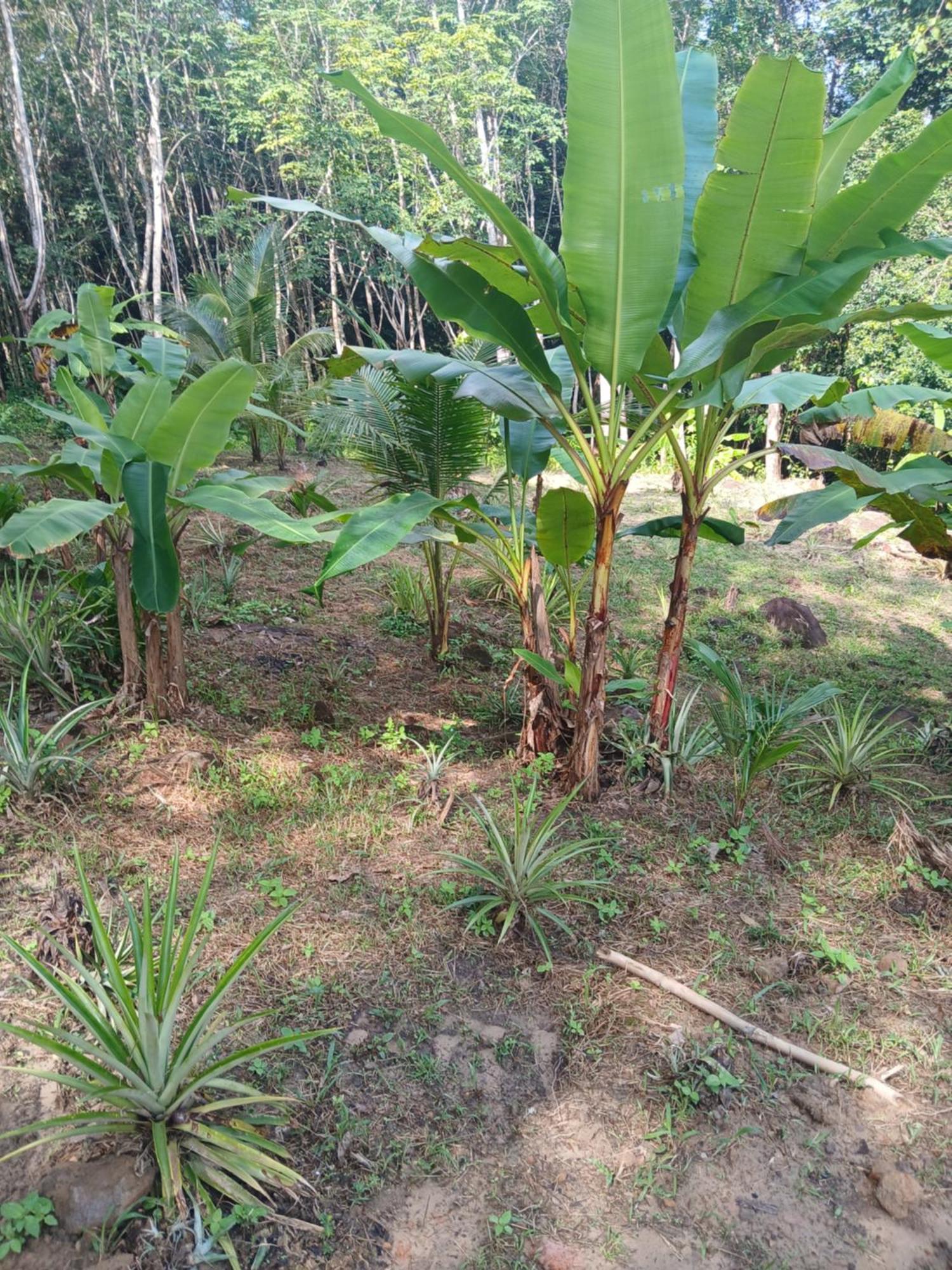 Pineapple Gardens Hotell Ko Kut Exteriör bild